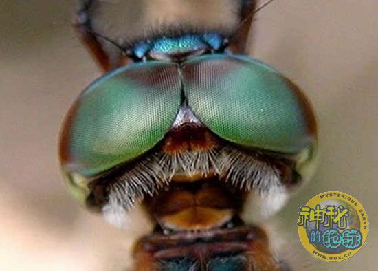 动物眼中的世界