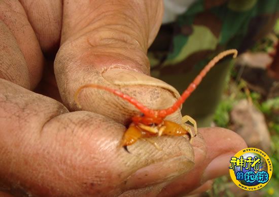 直接捏住蜈蚣的头,我拍了个近景,能清晰地看到蜈蚣的两只毒牙,黑黑的