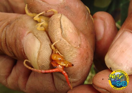 实拍野外捕蜈蚣人的生活