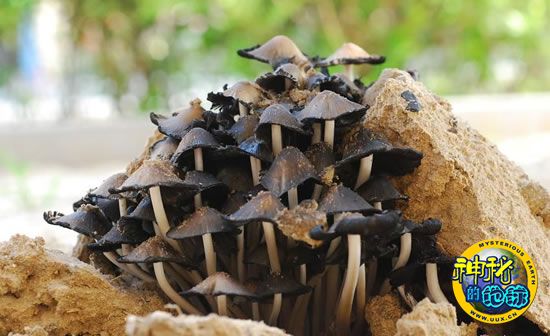 晶粒鬼伞 - 神秘的地球 科学|自然|地理|探索