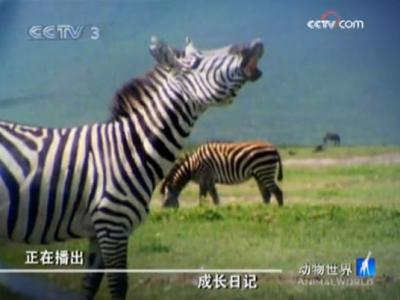 �ɳ��ռǣ�ʮ�ģ�