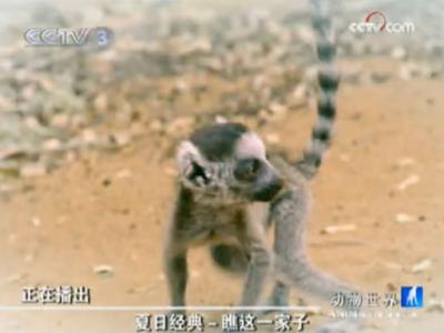 夏日经典-瞧这一家子(四)