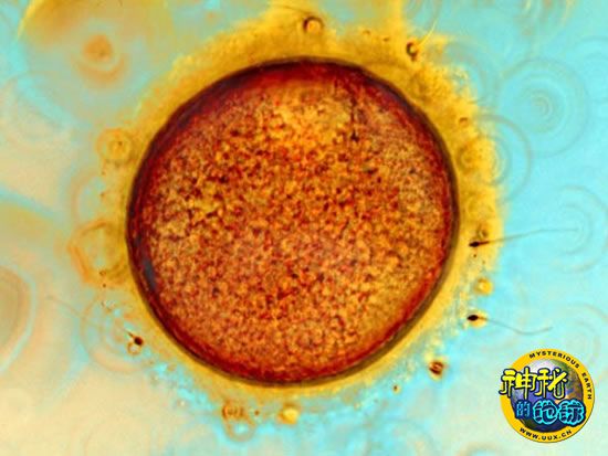 图中的卵细胞(棕色球体)要比精子细胞大许多,其周围围绕着保护积云