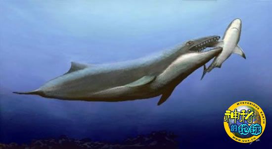 虽然它们可能是现代须鲸的祖先,但与温顺的须鲸不同,这种鲸鱼有两排