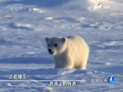 ��ԭ�ϵĴ��棨����