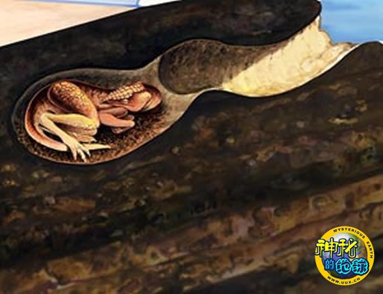 最会挖洞的恐龙:掘奔龙oryctodromeus最会挖洞的恐龙掘奔龙oryctod