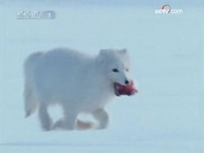 ��Ȼ����-������ս�����ϣ�