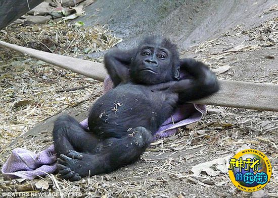 加拿大动物园小猩猩的雷人表情