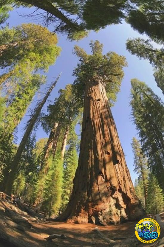 世界上最古老,最珍贵和最庞大的树木