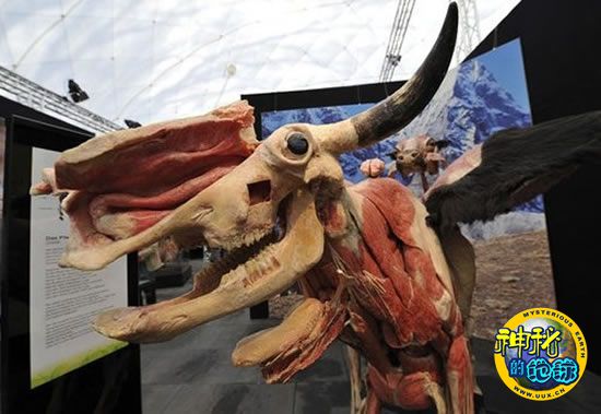 德国"死亡先生"的奇异动物标本展