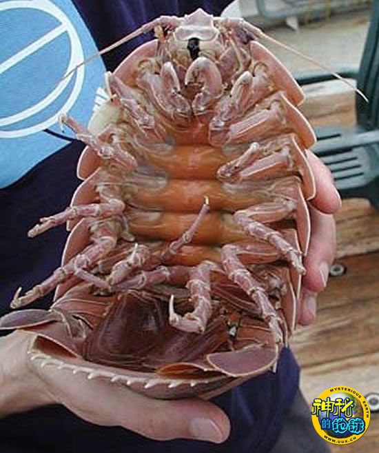 罕见巨型深海大虱(五)