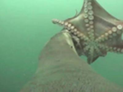 ����VS��ʨ