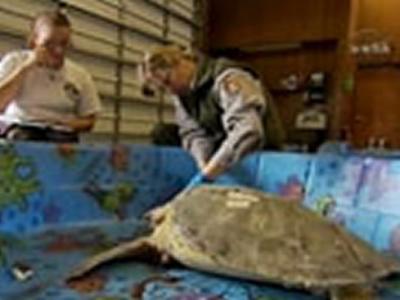 NASA救助冻伤海龟