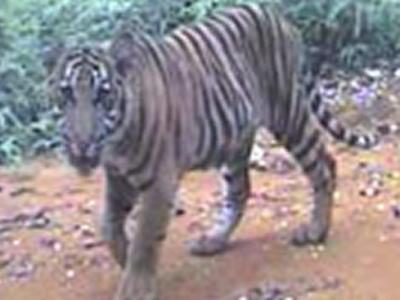 �����͵�ĵ��ϻ�