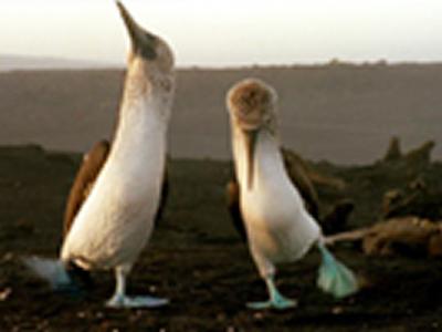 "�Ը�"����������