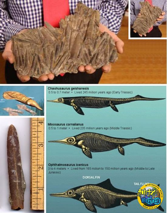 呕吐石(使矿化呕吐物)与粪化石较为接近箭石目是乌贼的古代近亲,拥有