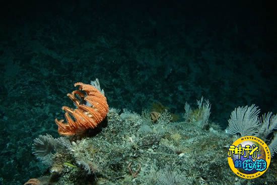 underseamountainphotosbrittlestarswarmmorefound