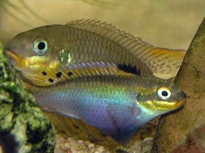 美国连线杂志评出15大最佳望远镜照片