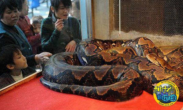 巨型蟒蛇照片