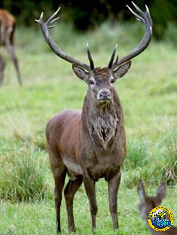 英国最大的野生动物埃克斯穆尔皇帝红鹿被枪杀