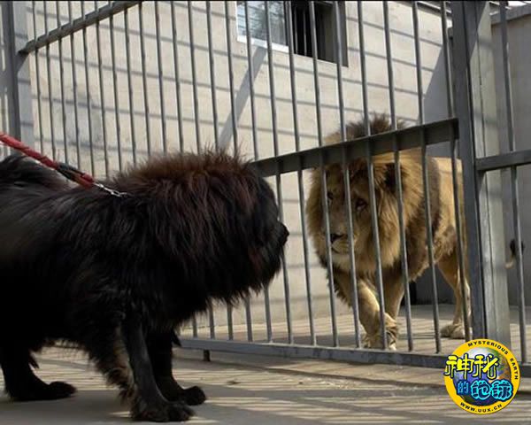藏獒与雄狮对峙