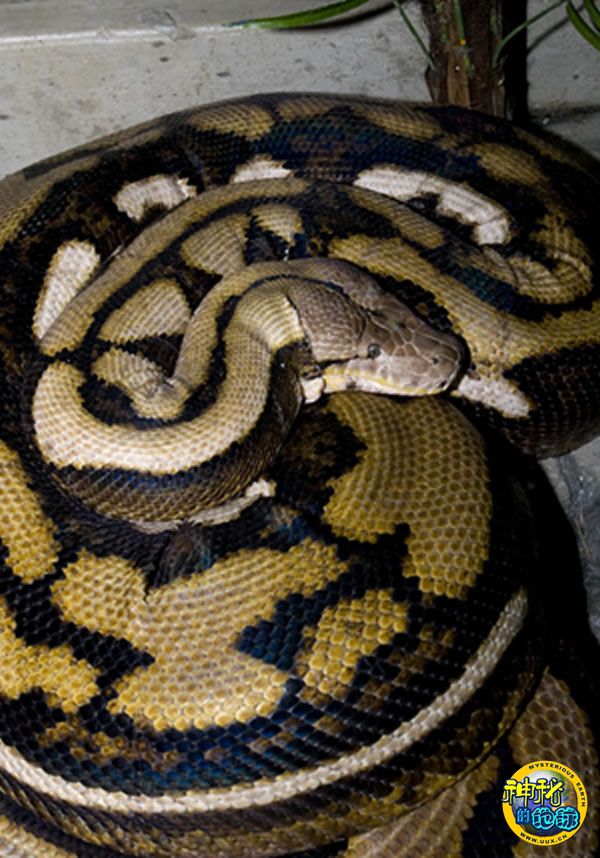 世界上最长的蛇死于肿瘤