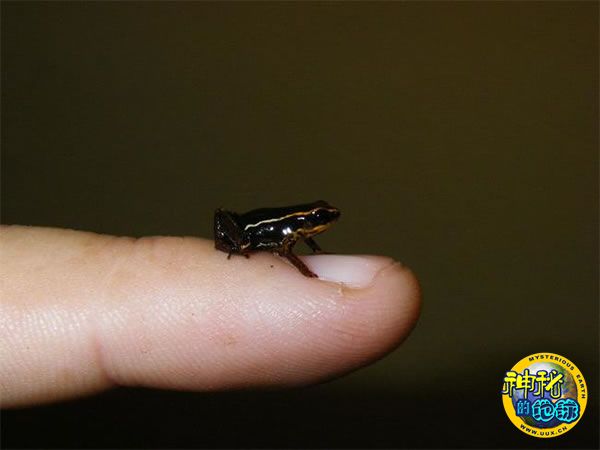 世界最小蛙类伊比利亚山蛙