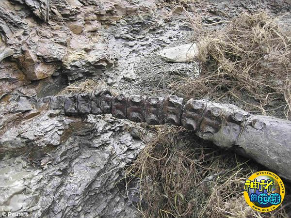 美国蒙大拿州发现7500万年前蛇颈龙化石