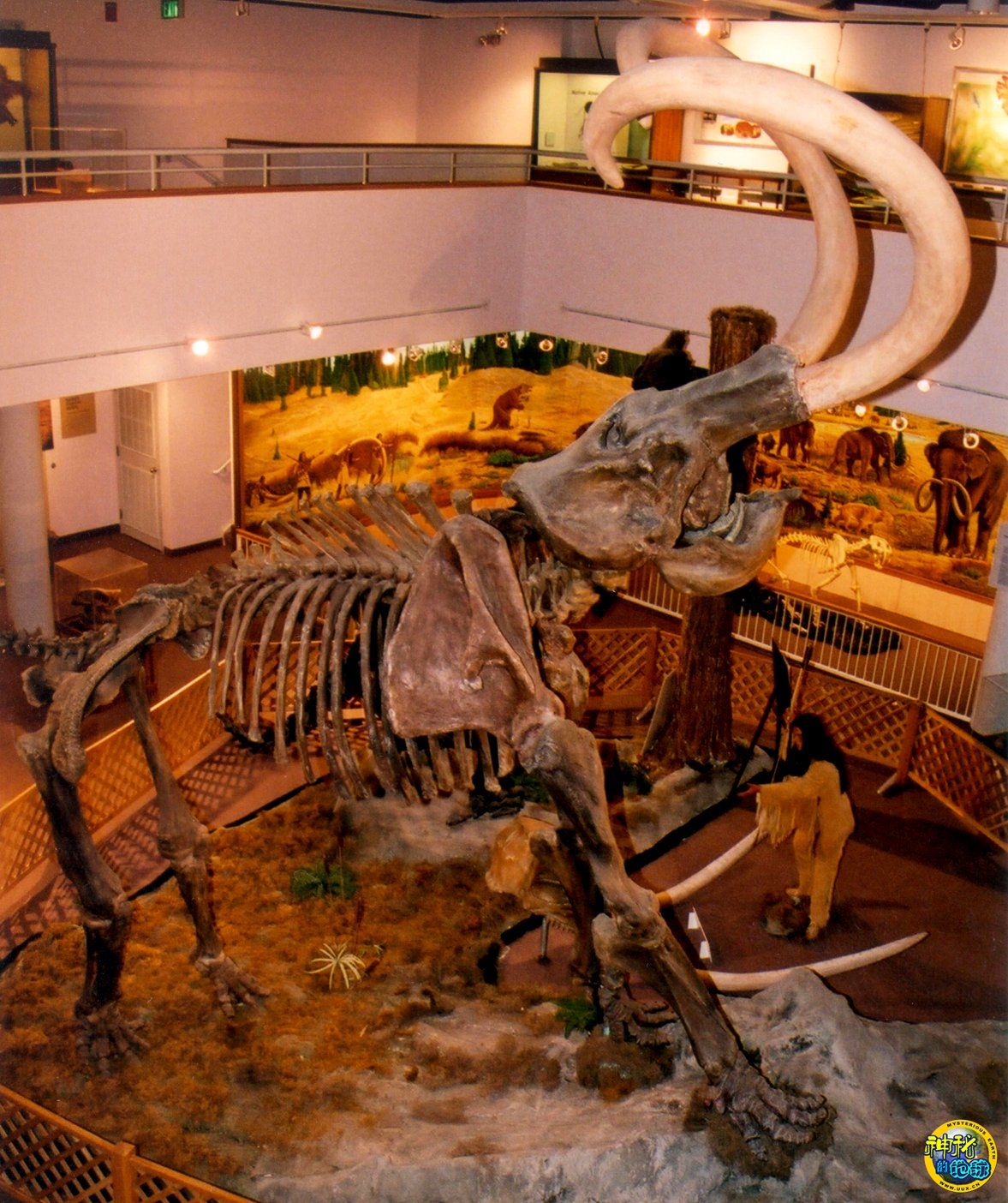 哥伦比亚猛犸象化石