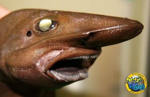 格陵兰岛附近奇异鱼类从深海"外星怪鱼"到"长鼻子"鲨鱼,科学家今年4月