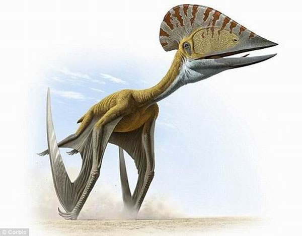 雄性翼龙长有头冠