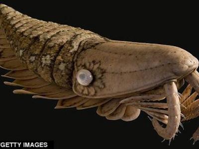 摩洛哥出土5亿年前巨型奇虾化石