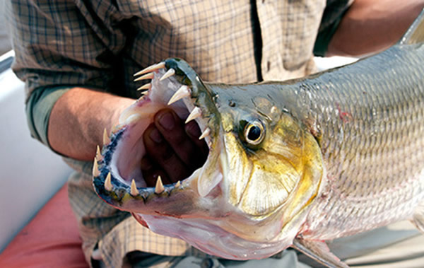 黄金猛鱼牙巴拉鱼goliathtigerfish图片集