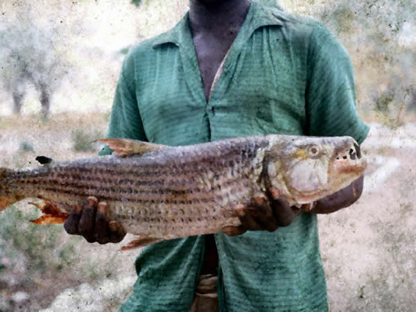 黄金猛鱼牙巴拉鱼goliathtigerfish图片集