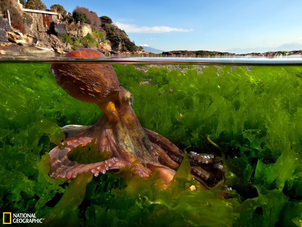 意大利章鱼浮出水面