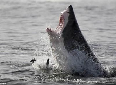 南非开普敦海豹岛水域大白鲨跃出水面捕食海豹