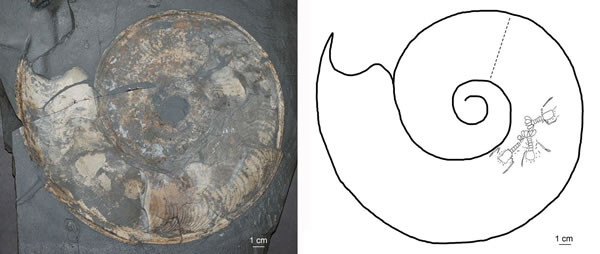 镰菊石化石原貌及素描图