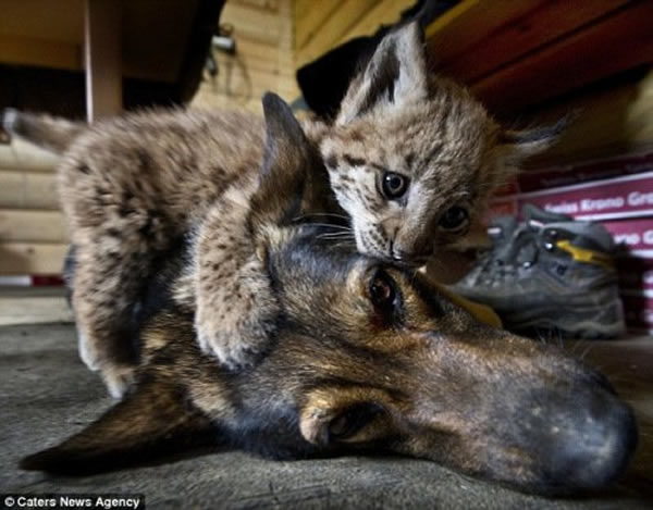 斯洛伐克野生动物园一只德国牧羊犬与3只山猫成了好朋友