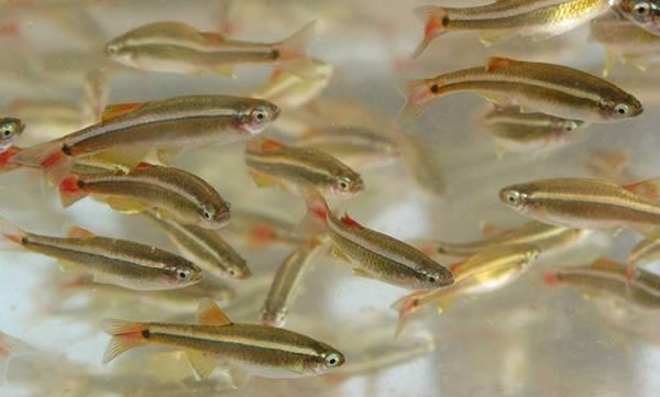 海南发现唐鱼野生种群