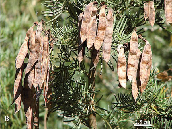 四川新龙县雅砻江河谷发现重要残遗植物新种——雅砻江冬麻豆