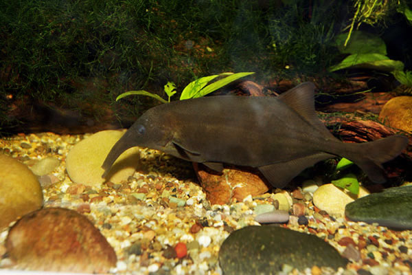 非洲奇特的象鼻鱼