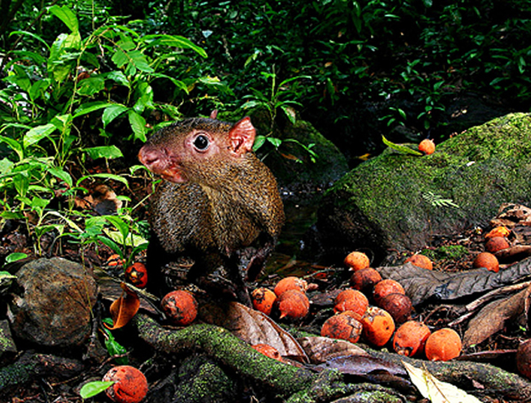 啮齿类动物传播植物种子