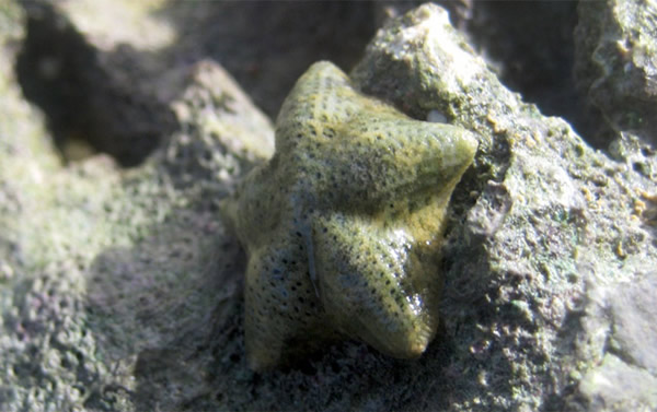 数千年前,当一小群幼体海星在澳大利亚海岸附近因被海水冲走而脱离其"