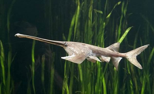 原始鱼类"美洲白鲟"解释为什么人类会进化发育出手臂和腿部