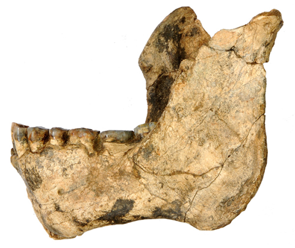 最新发现的三个类人猿化石