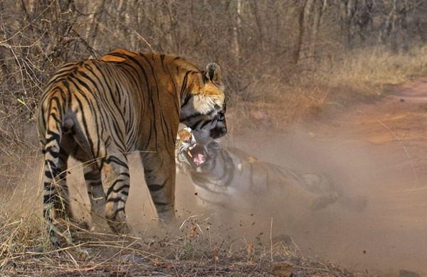 印度野生动物公园老虎大战