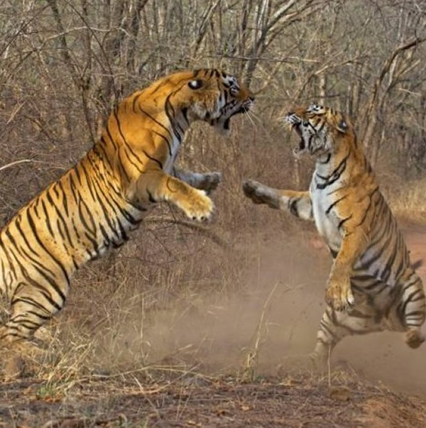 印度野生动物公园老虎大战
