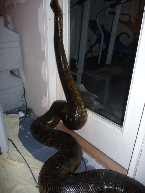 外国人饲养的巨型绿水蚺