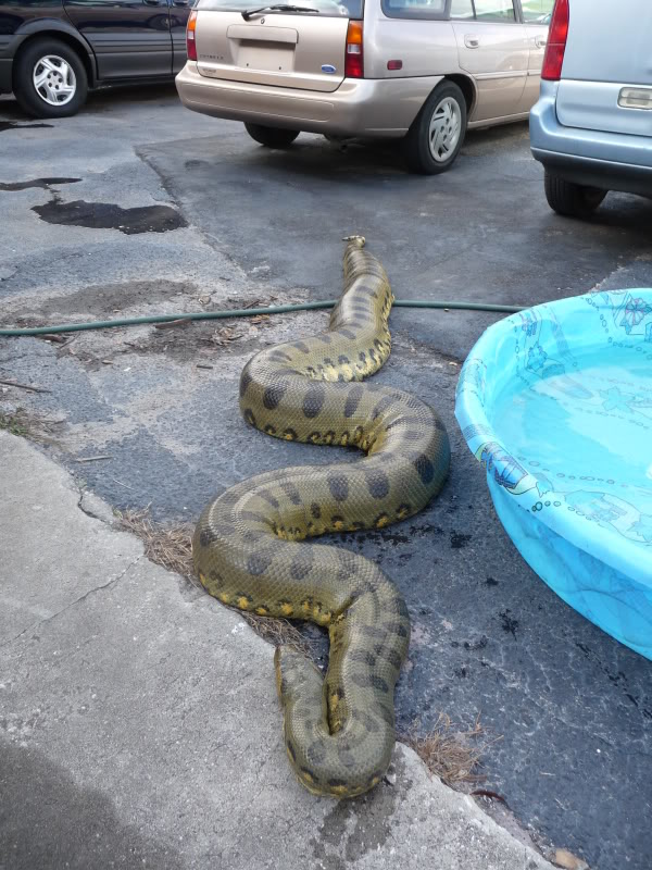 外国人饲养的巨型绿水蚺