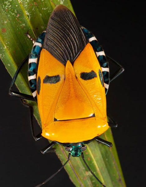 泰国树林中一只蝽虫后背长着摇滚明星脸